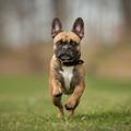 French Bulldog Wallpaper