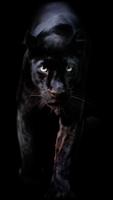 Panther Wallpaper Affiche