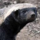 Honey Badger Wallpaper aplikacja