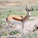 Springbok Wallpaper aplikacja