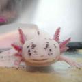 Axolotl Wallpaper