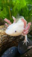 Poster Axolotl Wallpaper