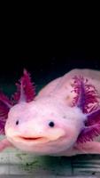 1 Schermata Axolotl Wallpaper