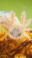 3 Schermata Axolotl Wallpaper