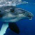 Blue whale Wallpaper