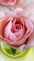 Pink Rose Wallpaper スクリーンショット 3