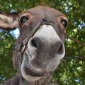 Donkey Wallpaper