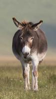 Donkey Wallpaper screenshot 3