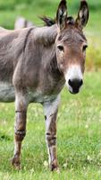 Donkey Wallpaper poster
