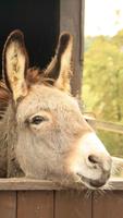 Donkey Wallpaper screenshot 1
