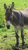 Donkey Wallpaper screenshot 2