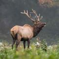 Elk Wallpaper