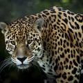 Jaguar Wallpaper