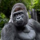 Gorilla Wallpaper icon