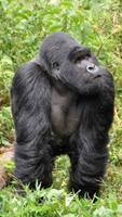 Gorilla Wallpaper screenshot 3
