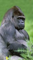 Gorilla Wallpaper screenshot 1