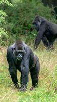 Gorilla Wallpaper screenshot 2