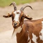 Goat Wallpaper simgesi