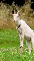 Goat Wallpaper Ekran Görüntüsü 3