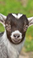 Goat Wallpaper gönderen