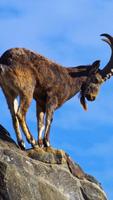 Goat Wallpaper Ekran Görüntüsü 1