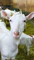 Goat Wallpaper Ekran Görüntüsü 2