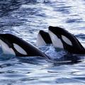 Killer Whale Wallpaper