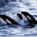 Killer Whale Wallpaper APK