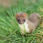 Stoat Wallpaper icono
