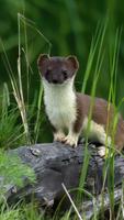 Stoat Wallpaper captura de pantalla 3