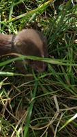 Stoat Wallpaper Poster
