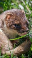 Stoat Wallpaper captura de pantalla 1