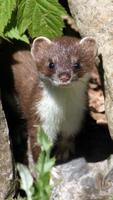 Stoat Wallpaper captura de pantalla 2
