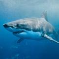 Shark Wallpaper