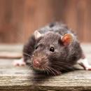 Rat Wallpaper aplikacja