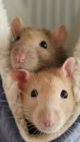 Rat Wallpaper screenshot 3