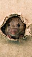 Rat Wallpaper-poster