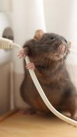 Rat Wallpaper screenshot 1