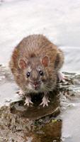 Rat Wallpaper screenshot 2