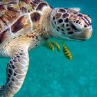 Turtle wallpaper icon