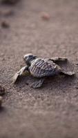 Turtle wallpaper screenshot 3
