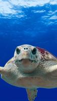 Turtle wallpaper screenshot 1