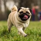 Pug Wallpaper 图标