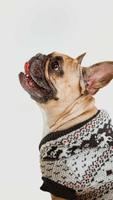 Pug Wallpaper 截图 3