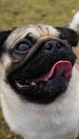 Pug Wallpaper 海报