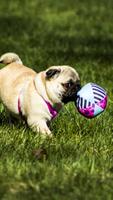Pug Wallpaper 截图 2