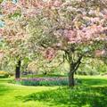 Spring Wallpaper