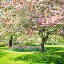Spring Wallpaper aplikacja