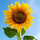 Sunflower Wallpaper aplikacja
