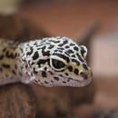 Gecko Wallpaper aplikacja